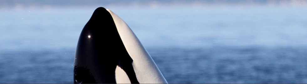 Warum ORCA